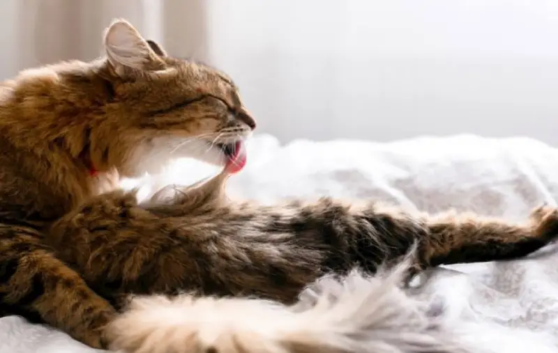 درمان دارویی گلوله مویی گربه