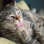 گلوله مویی گربه ( راهنمای کامل علائم گلوله مویی در گربه )