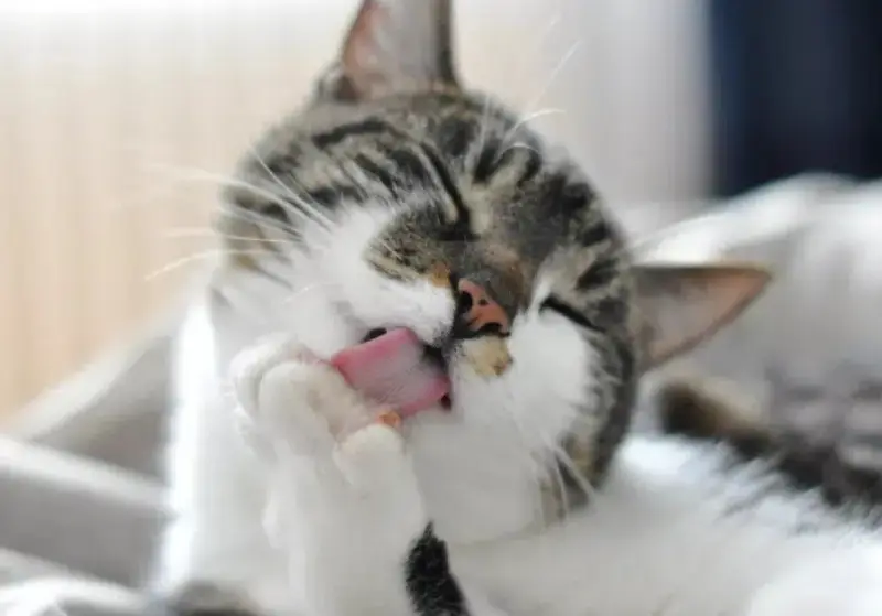 علائم گلوله مویی در گربه ها 