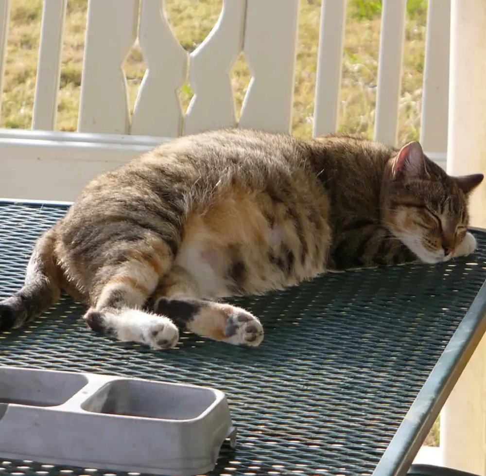 غذای مناسب برای گربه باردار