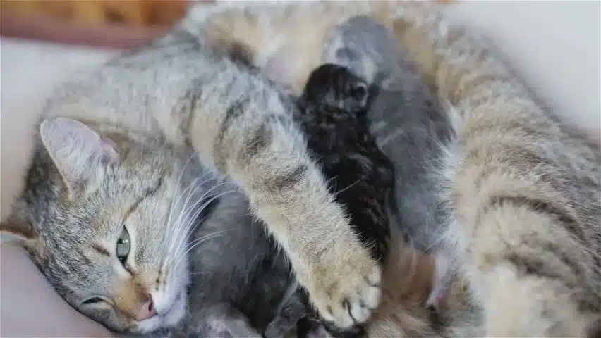 اهمیت تغذیه گربخ بعد از زایمان