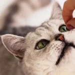 بهترین مولتی ویتامین برای گربه + مزیت قرص ویتامین برای گربه