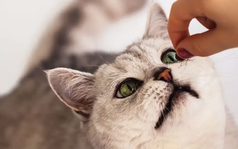 بهترین مولتی ویتامین برای گربه