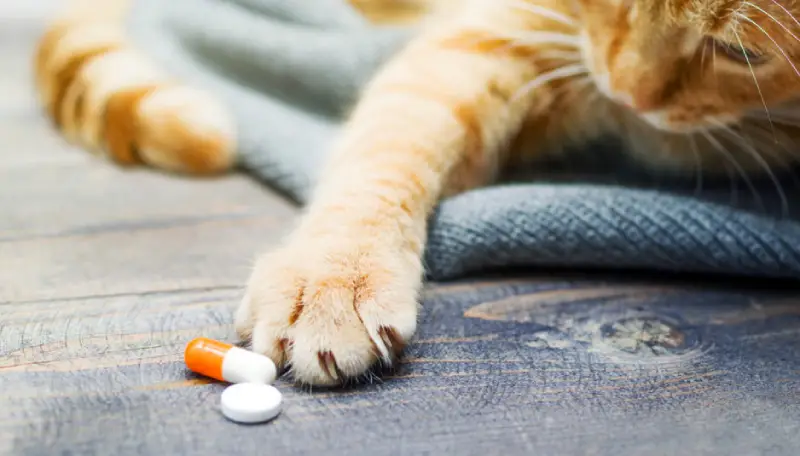 قرص ویتامین برای گربه 