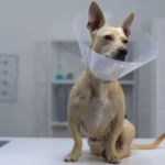 عقیم کردن سگ ؛ آیا عقیم کردن سگ خوب است؟