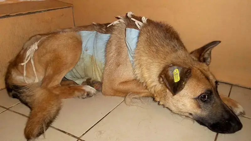 علت عقیم کردن سگ