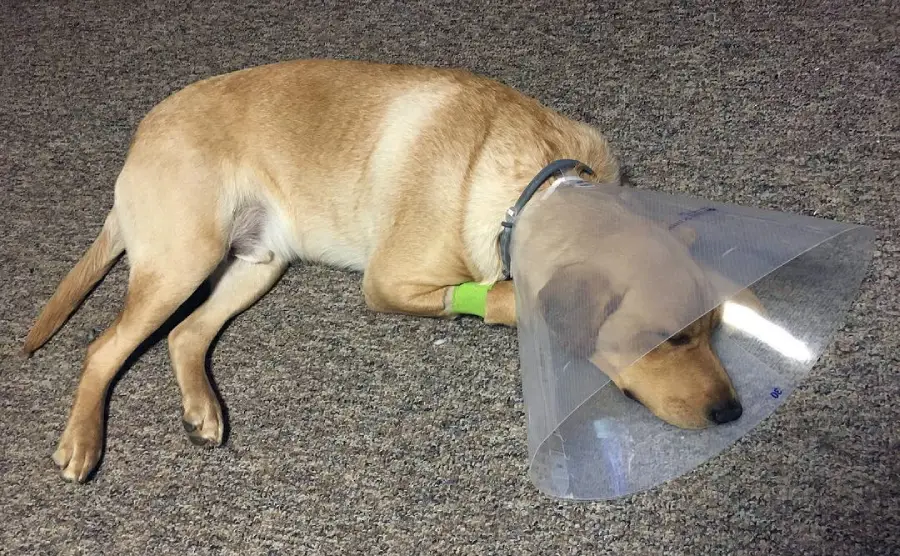 افسردگی بعد از عقیم شدن