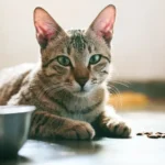 علت غذا نخوردن گربه + راه های درمان غذا نخوردن گربه