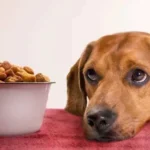 علت غذا نخوردن سگ + نحوه درمان غذا نخوردن سگ