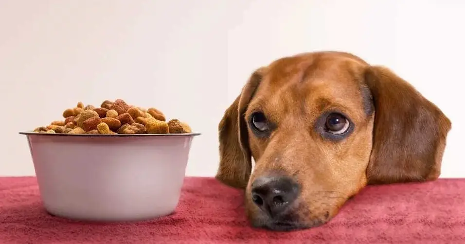 علت غذا نخوردن سگ