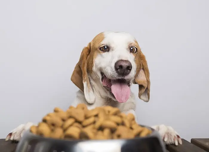 انواع بی اشتهایی سگ ها