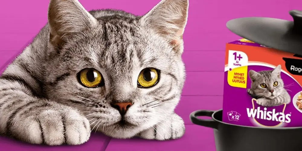 کنسرو گربه ویسکاس