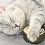 بهترین کنسرو برای گربه ( راهنمای انتخاب بهترین برندهای کنسرو گربه )