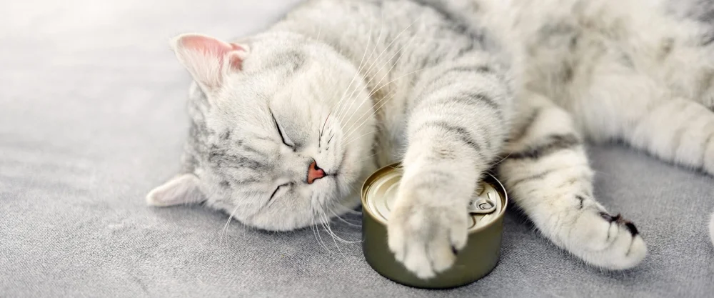 بهترین کنسرو برای گربه