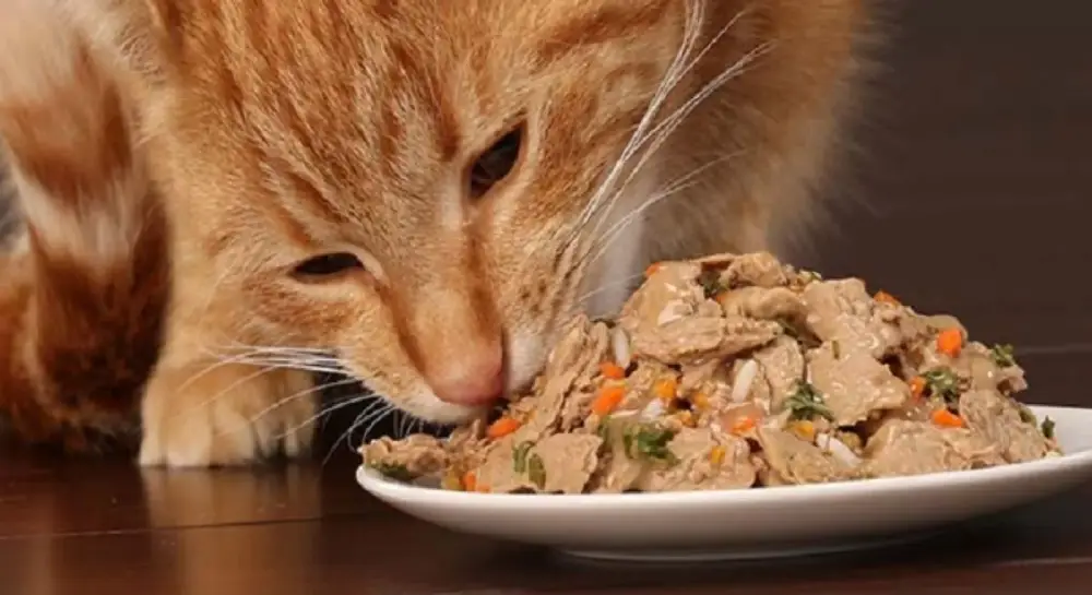 بهترین کنسرو گربه 