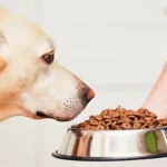 چند بار در روز به سگ غذا بدهیم؟ نیازهای غذایی سگ ها