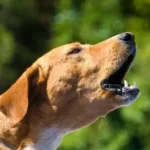 زوزه سگ ؛ علت زوزه کشیدن سگ