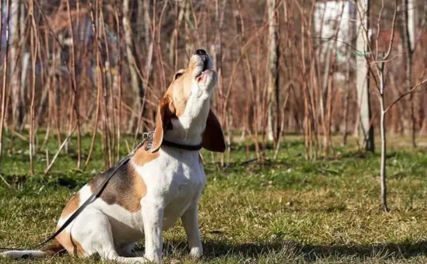 علت زوزه کشیدن سگ 