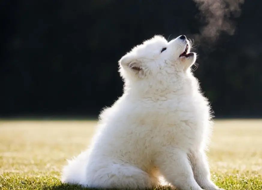 علت زوزه کشیدن سگ 