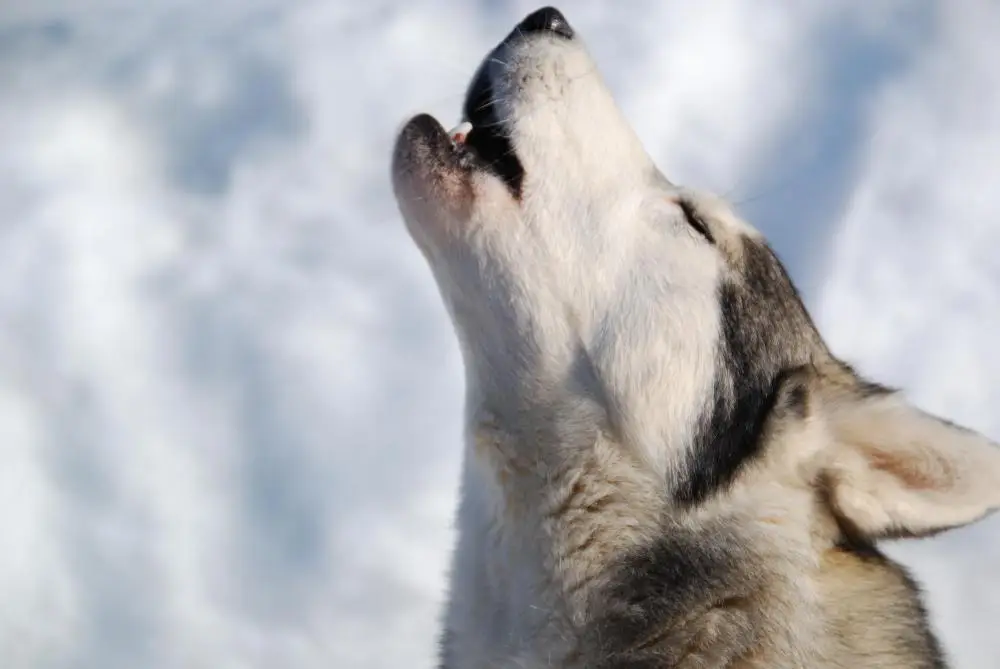 چرا سگ ها موقع اذان زوزه میکشند