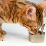 تن ماهی برای گربه ؛ آیا تن ماهی برای گربه خوب است؟