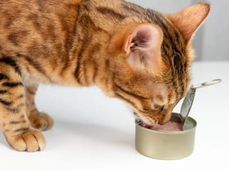 مصرف تن ماهی برای گربه