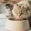 خذای مورد علاقه گربه
