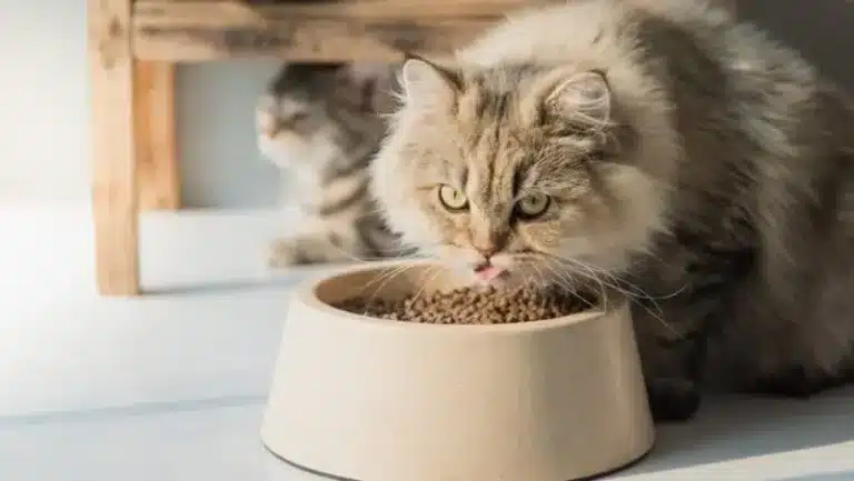 خذای مورد علاقه گربه