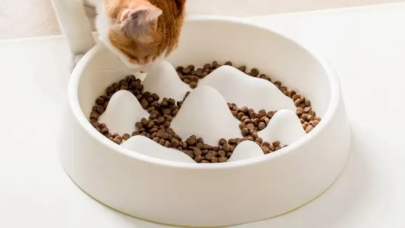 بهترین غذای خشک گربه