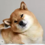 علت خارش بدن سگ چیست؟ ( داروهای مناسب و روش درمان خارش سگ )