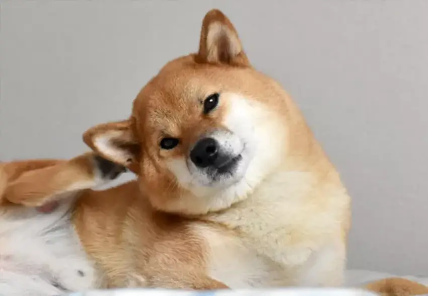 علت خارش بدن سگ چیست؟ ( داروهای مناسب و روش درمان خارش سگ )