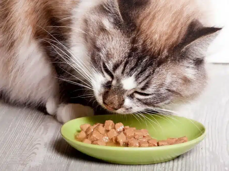 تفاوت غذای گربه مسن با گربه معمولی 