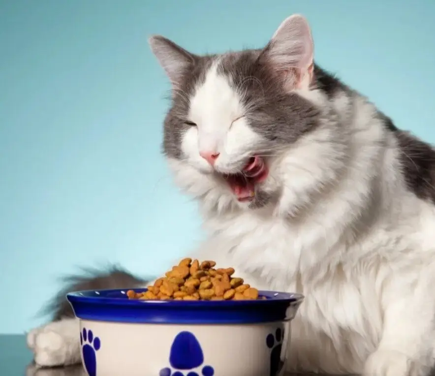 غذای خانگی برای گربه یا صنعتی 