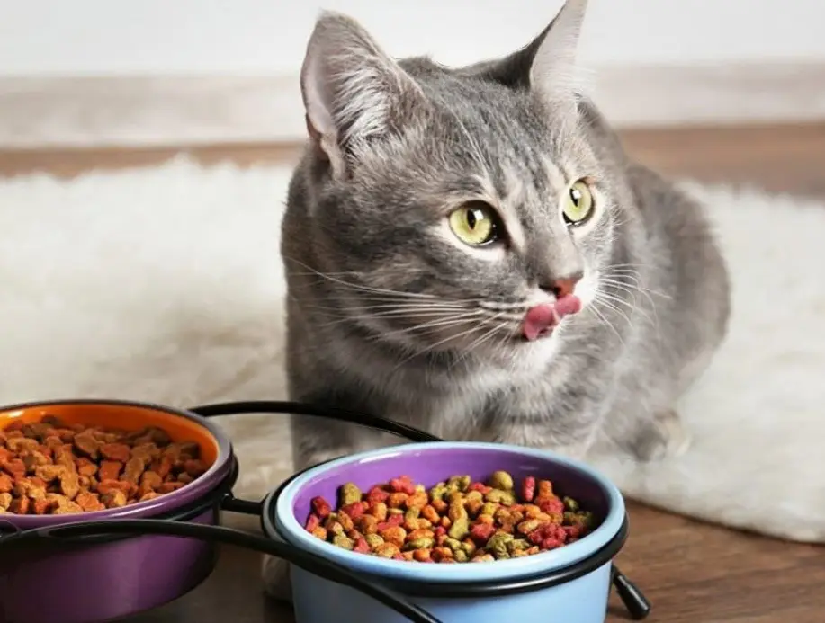 تشویق کربه مسن به غذا 