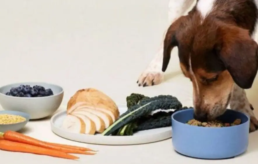 بهترین غذا ها برای سگ پیر