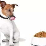 نحوه تغذیه سگ‌های مسن + معرفی بهترین غذاها از دیدگاه دامپزشکان
