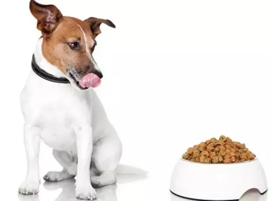 غذا برای سگ مسن