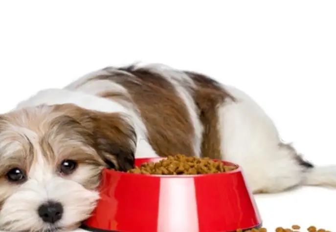 علائم پیری در سگ ها