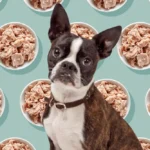 آیا تن ماهی برای سگ ضرر دارد؟ بررسی مضرات تن ماهی برای سگ