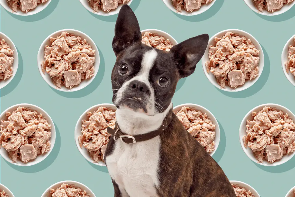 تن ماهی برای سگ