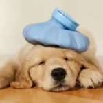 سرماخوردگی سگ + راهکارهای درمان سرماخوردگی سگ