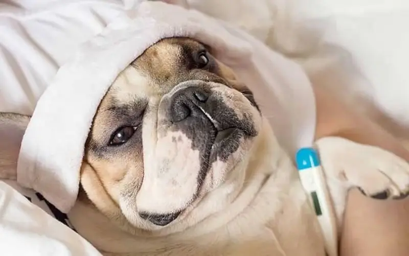 علائم سرما خوردگی سگ