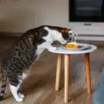 لیست غذاهای ممنوعه برای گربه ؛ مصرف چه مواردی برای گربه ها ممنوع است؟