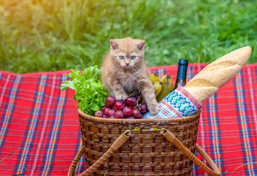 لیست غذاهای ممنوعه برای گربه ؛ مصرف چه مواردی برای گربه ها ممنوع است؟