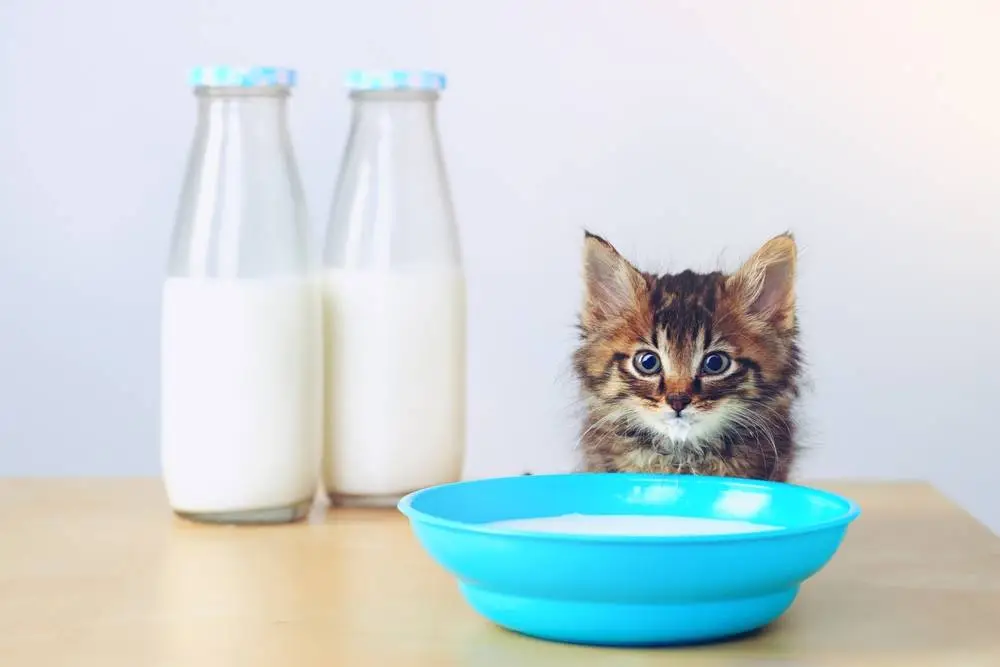شیر برای گربه