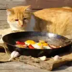 غذای گربه خانگی + طرز تهیه غذای خانگی برای گربه