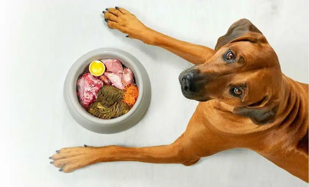 غذای خانگی سگ