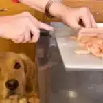 طرز تهیه غذای خانگی سگ + 15 غذای ساده برای سگ