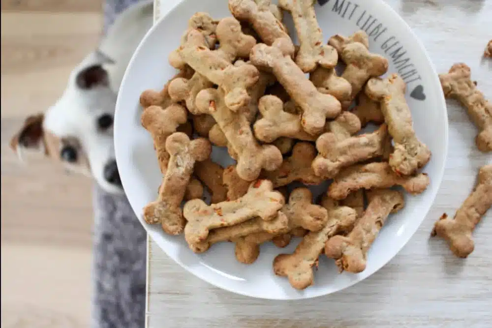 طرز تهیه غذای خشک سگ در خانه