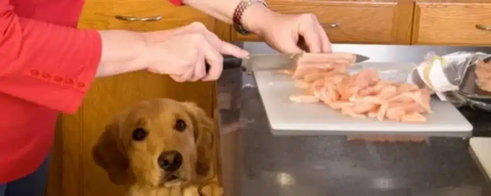 طرز تهیه غذای خانگی سگ